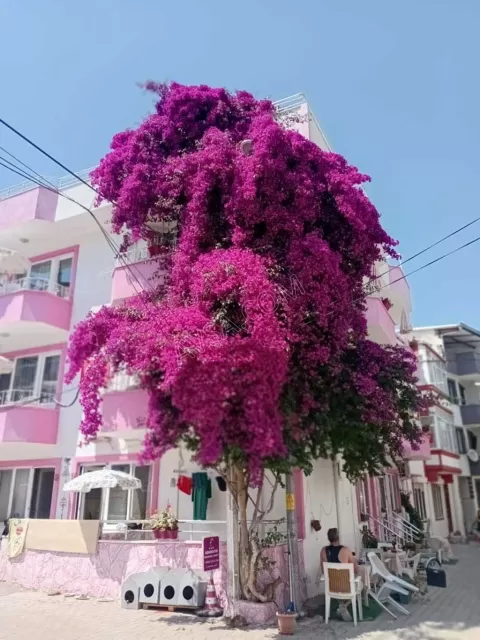 Adaroom Apart Motel genel fotoğrafı 6
