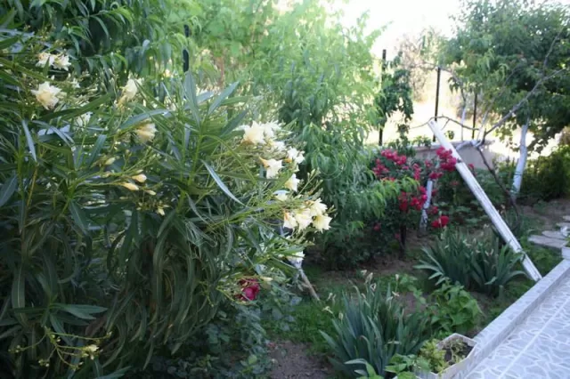 Yağız Villa fotoğraf 2