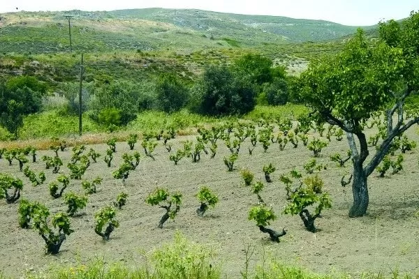 Avşa Fotoğrafları