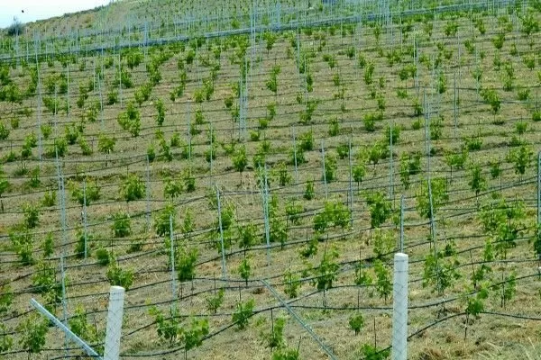Avşa Fotoğrafları