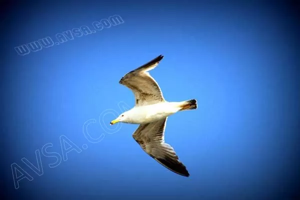 Avşa Fotoğrafları