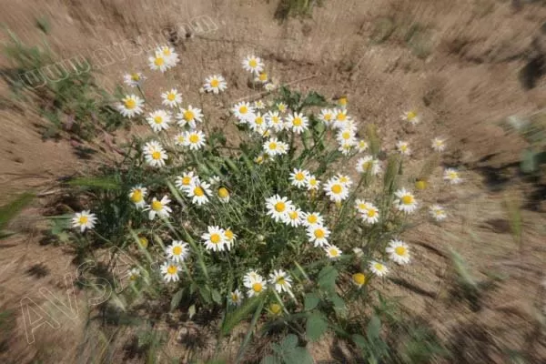 Avşa Fotoğrafları