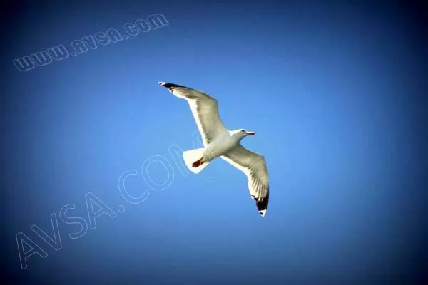 Avşa Fotoğrafları